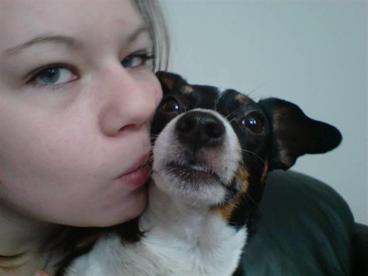 Dansk svensk gaardhund Ronja billede 10