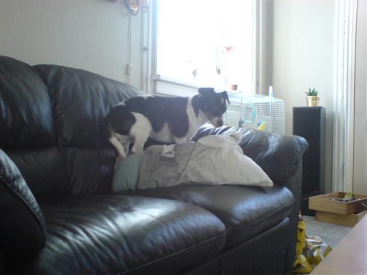 Dansk svensk gaardhund Ronja billede 11