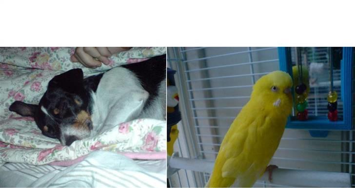 Dansk svensk gaardhund Ronja - Ronja og pipper bedste venner :) billede 12