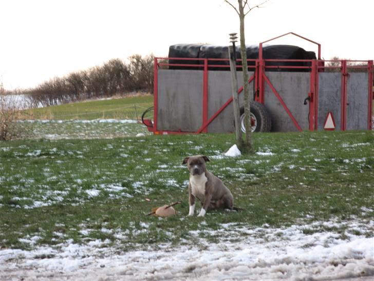Amerikansk staffordshire terrier Afroditte - smukke dit dot billede 14