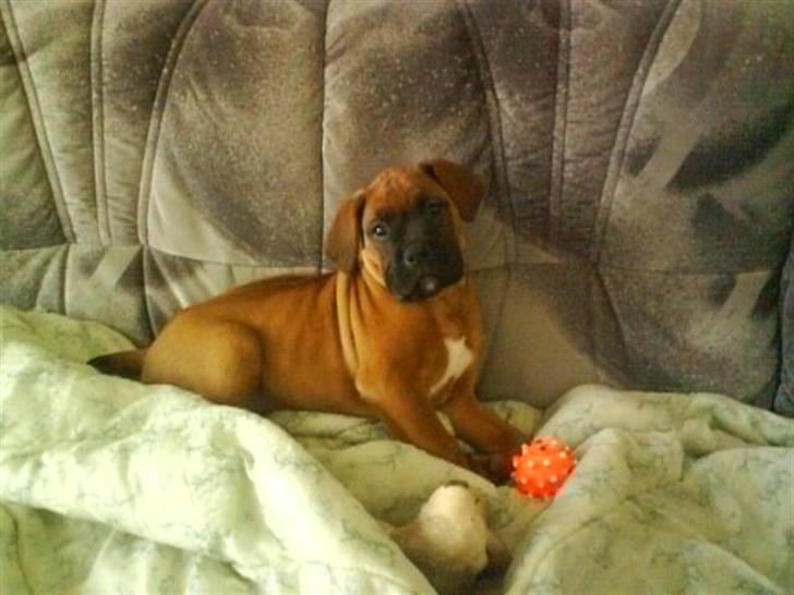 Boxer tyson billede 1