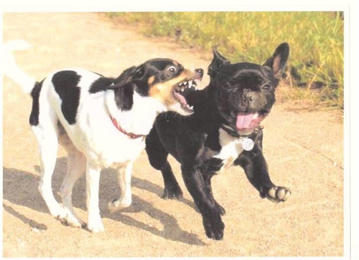 Dansk svensk gaardhund Sille billede 2