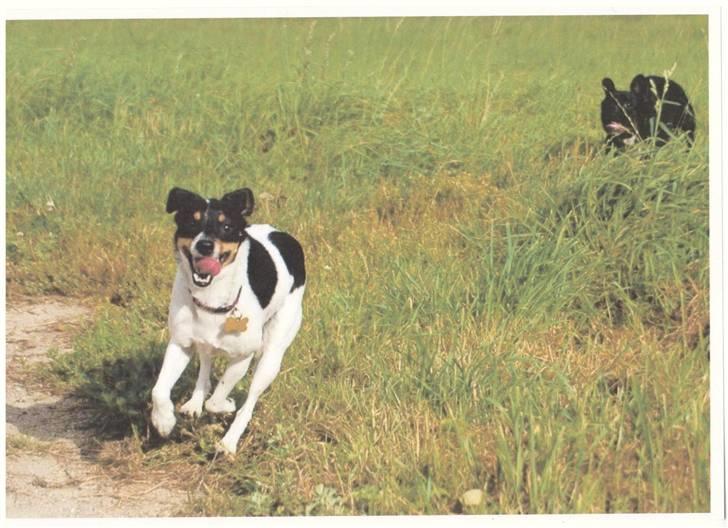 Dansk svensk gaardhund Sille billede 3