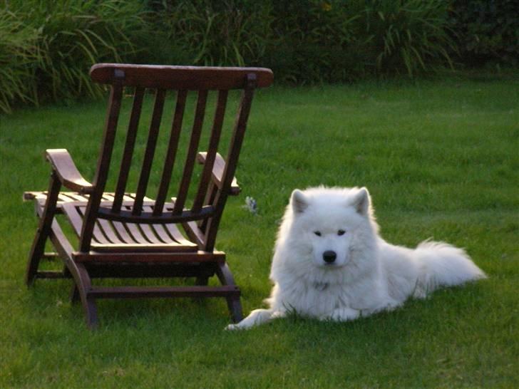 Samojedhund Siko billede 1