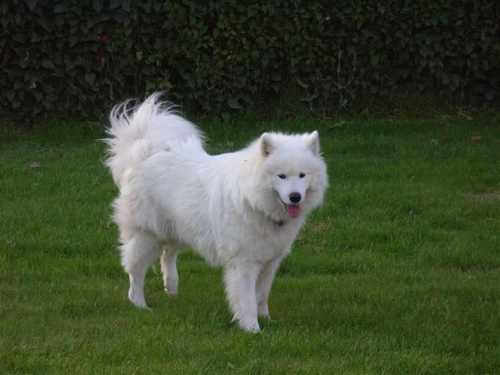 Samojedhund Siko billede 2