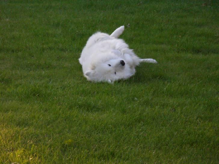 Samojedhund Siko billede 3