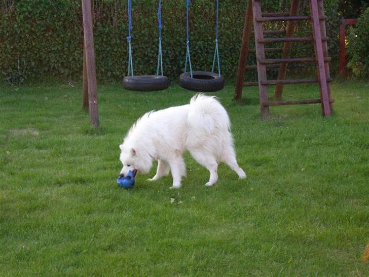 Samojedhund Siko billede 4