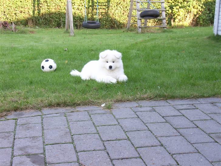 Samojedhund Siko billede 5