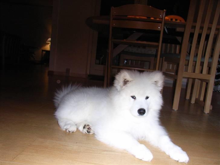 Samojedhund Siko billede 6