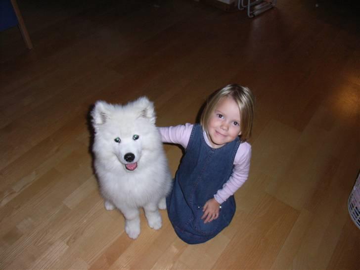 Samojedhund Siko billede 7