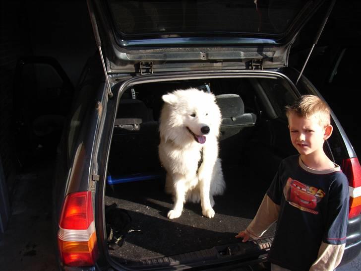 Samojedhund Siko billede 8