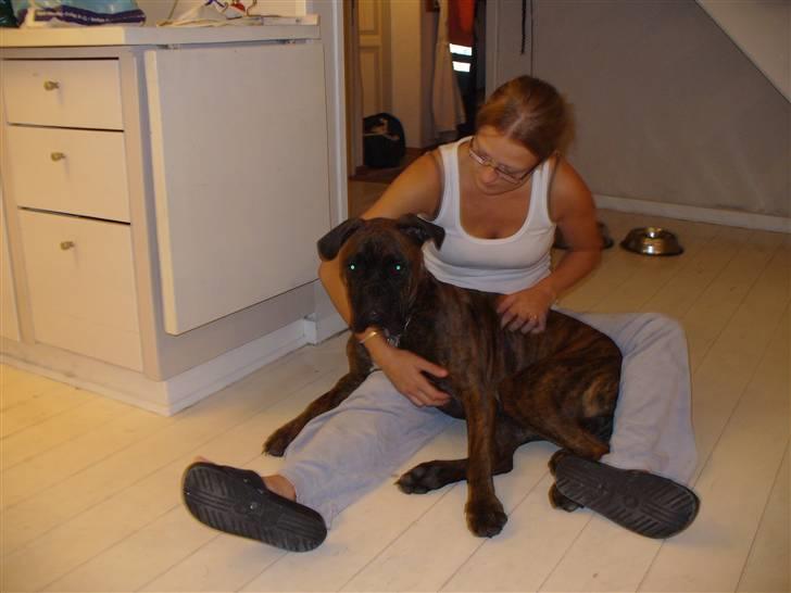 Boxer Tyson - Hygger lige med mor billede 6