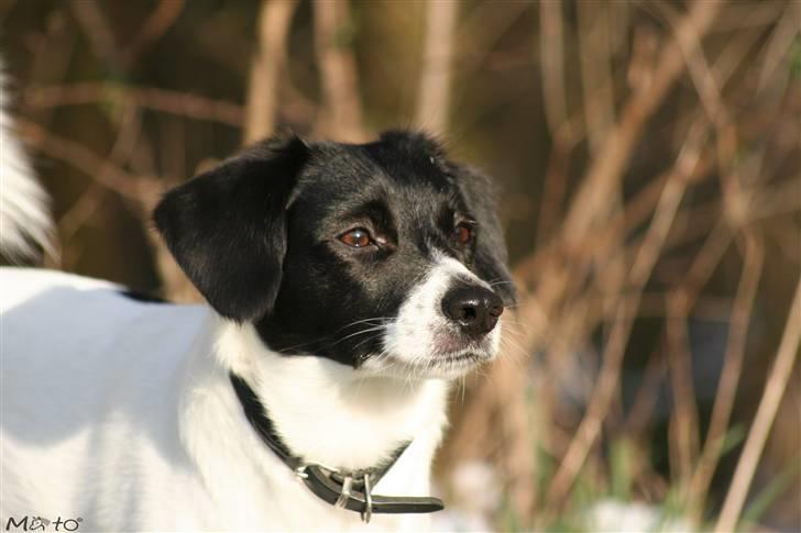 Blanding af racer Hawoc billede 1