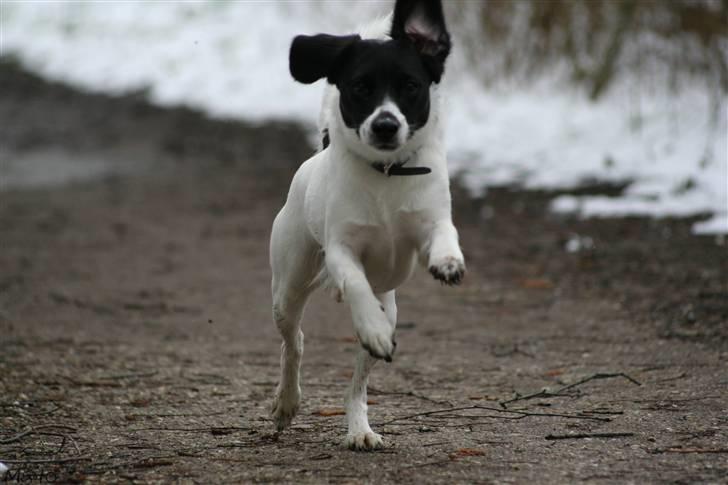 Blanding af racer Hawoc billede 2