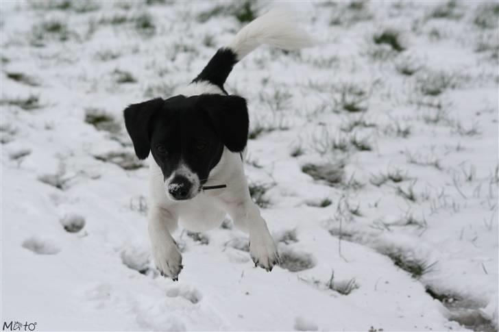 Blanding af racer Hawoc billede 3