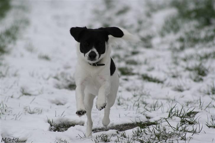 Blanding af racer Hawoc billede 4