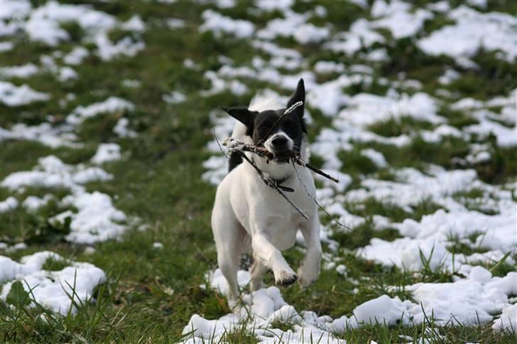 Blanding af racer Hawoc billede 5