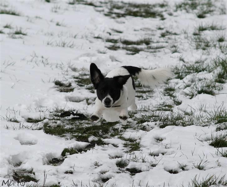 Blanding af racer Hawoc billede 6