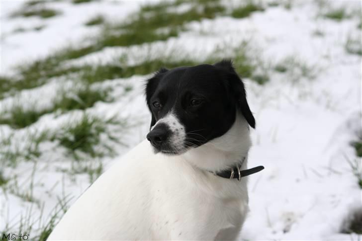 Blanding af racer Hawoc billede 7