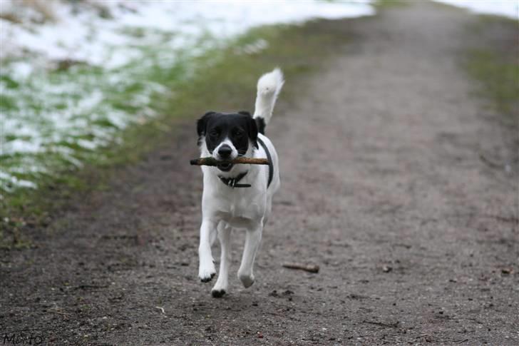 Blanding af racer Hawoc billede 8