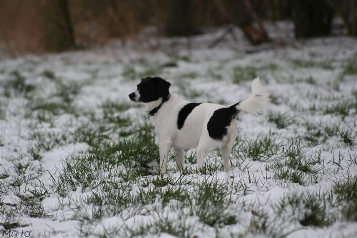 Blanding af racer Hawoc billede 9