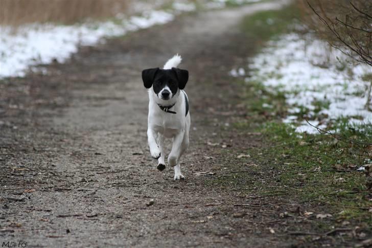 Blanding af racer Hawoc billede 10