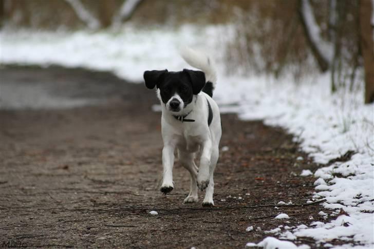 Blanding af racer Hawoc billede 11