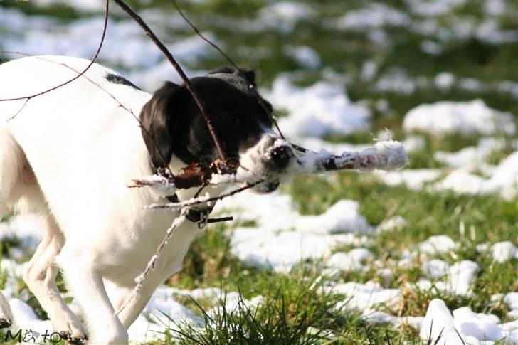 Blanding af racer Hawoc billede 12