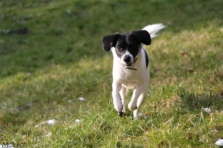 Blanding af racer Hawoc billede 14