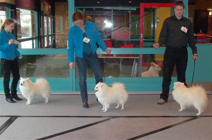 Japansk spids Nuggie. - Jeg er ikke på dette billede, men det er mine 3 søskende. Iset står pænest (til venstra) Det er min ejer Kristina der står med hende. billede 10