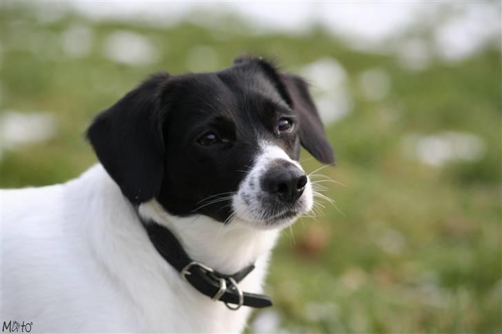 Blanding af racer Hawoc billede 16