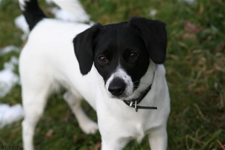 Blanding af racer Hawoc billede 17