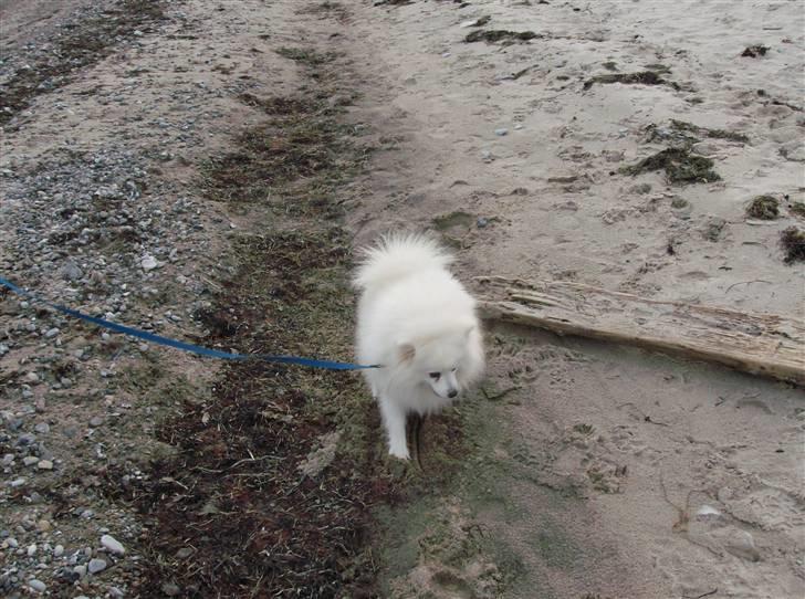 Japansk spids Nuggie. - Her er jeg på stranden... billede 11