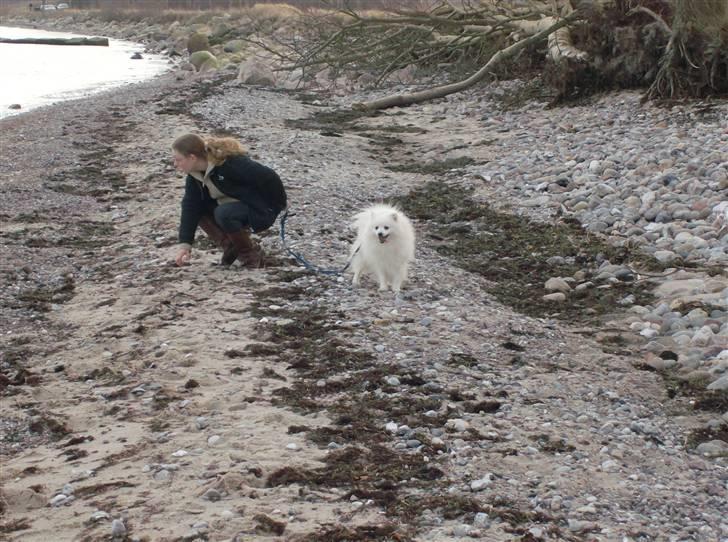 Japansk spids Nuggie. - Hvad sker der??????? billede 12