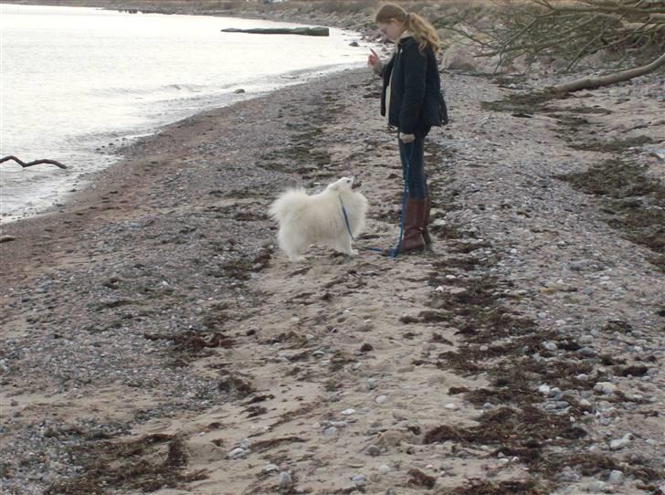 Japansk spids Nuggie. - Noget galt Kristina????? billede 13