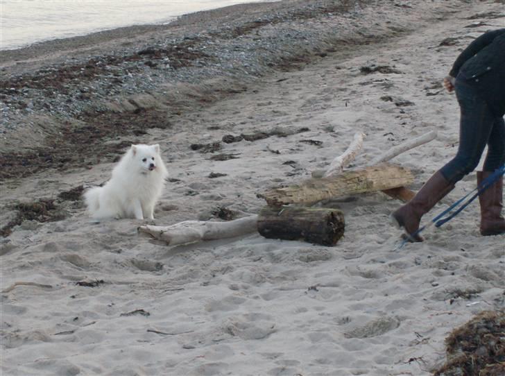 Japansk spids Nuggie. - .....så venter vi bare på min langsomme ejer. billede 14