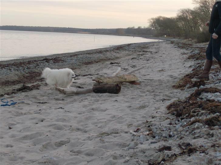 Japansk spids Nuggie. - ......og så er det bare fuld fart frem imod springet. billede 15