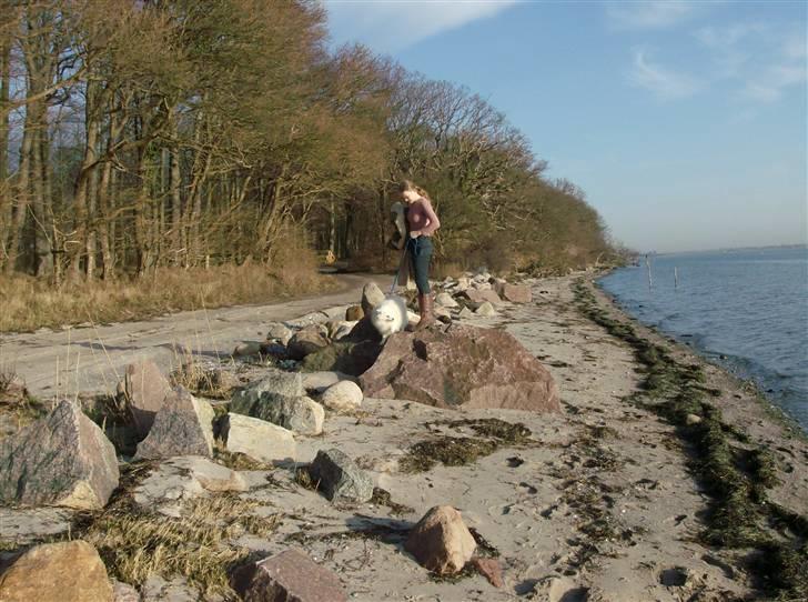 Japansk spids Nuggie. - Her leger mig og min ejer bjergbestiger, det er sjovt. billede 16