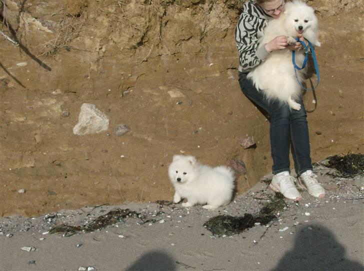 Japansk spids Nuggie. - Det er hygge at være på stranden og især når man også kan sidde på skødet. billede 17