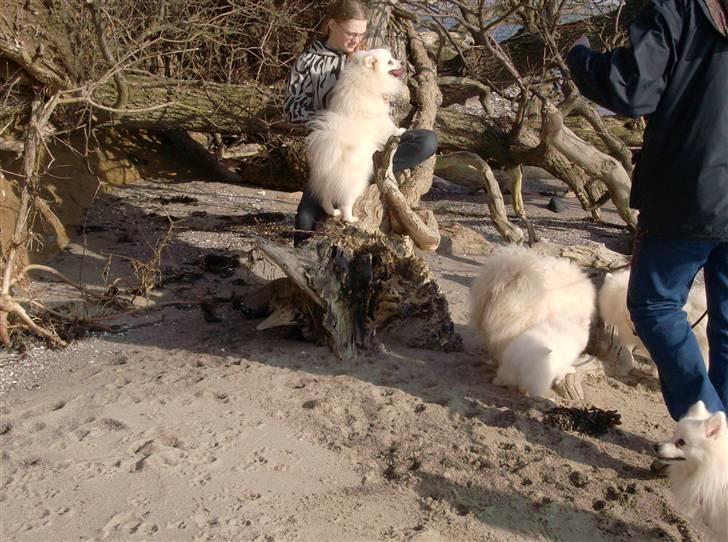 Japansk spids Nuggie. - Det er altså hygge at sidde på skødet. billede 18