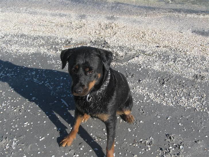 Rottweiler Kiki billede 8