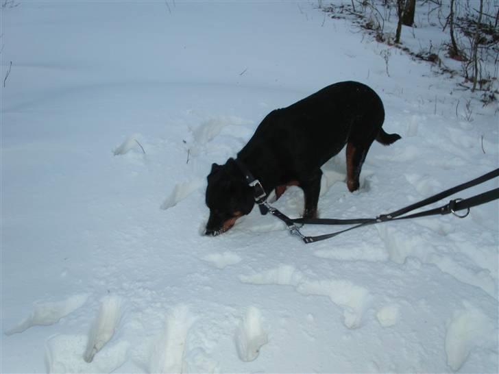 Rottweiler Kiki billede 9