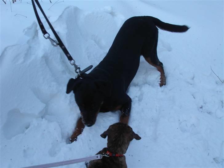 Rottweiler Kiki billede 10