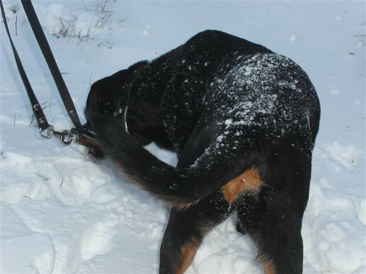 Rottweiler Kiki billede 11