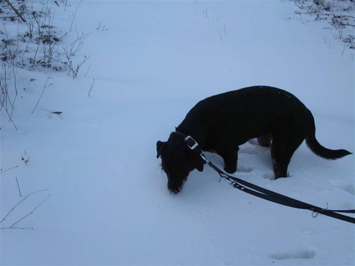 Rottweiler Kiki billede 12