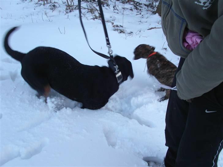 Rottweiler Kiki billede 13