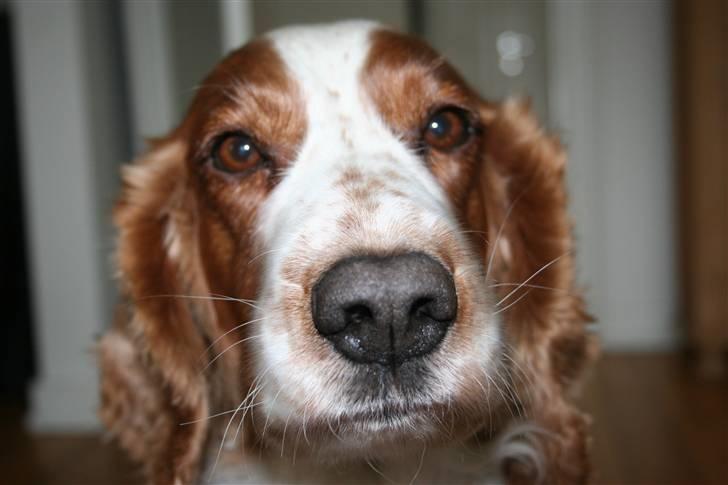 Welsh springer spaniel Debbie <33 billede 11