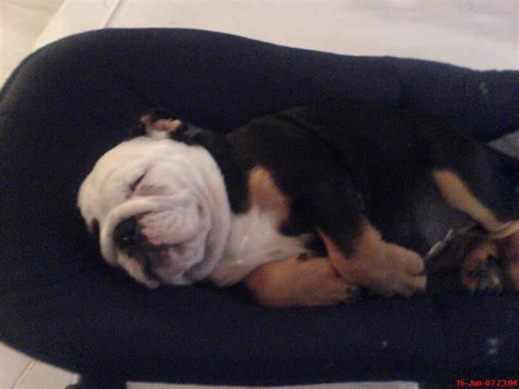 Engelsk bulldog R.I.P Berta <3 - Var lige lidt træt... billede 2