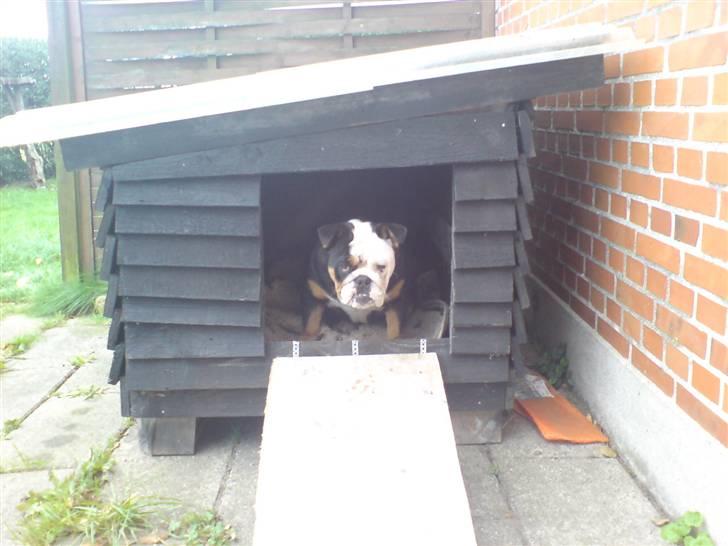 Engelsk bulldog R.I.P Berta <3 - Mit flotte hus.... billede 7