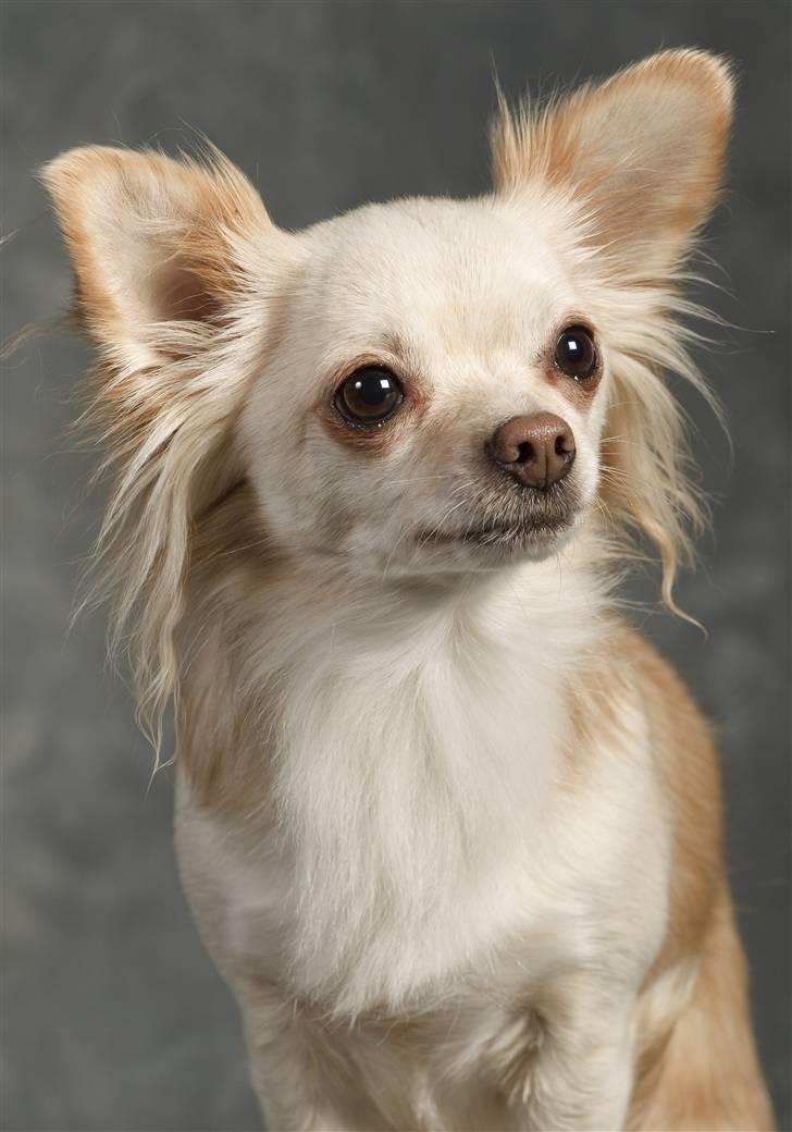 Chihuahua Micki aka Mimi - Micki med i konkurrencen i Petworld.. billede 41